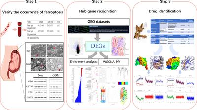 Ferroptosis and its potential role in gestational diabetes mellitus: updated evidence from pathogenesis to therapy